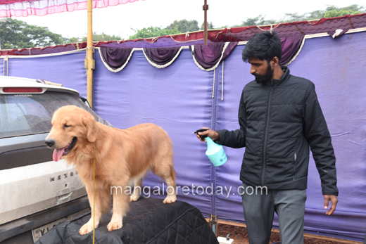 Canine Show